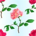 Seamless texture pink rose  with orange center  and red rose stem with leaves and blossoms watercolor on blue background vintage Royalty Free Stock Photo