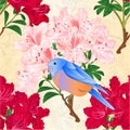 Seamless texture small bird Bluebird thrush and light pink and red rhododendrons spring background vintage vector illustration ed