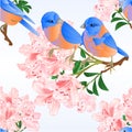 Seamless texture small bird Bluebirds thrush and light pink rhododendron branch vintage vector illustration editable