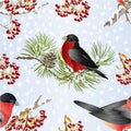 Seamless texture small birds bullfinch songbirdon on a pine branch on snowy and rowan berry winter background vintage vector