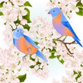 Seamless Texture Small Birds Thrush Bluebird On A Apple Tree With Flowers Vintage Vector Illustration Editable