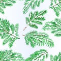 Seamless texture Spruce branches lush conifer winter snowy natural background vector illustration editable Royalty Free Stock Photo