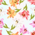 Seamless texture stem Lily flowers red yellow white pink Lilium candidum, on a white background vintage vector illustration edit Royalty Free Stock Photo