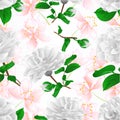 Seamless texture three white flowers Camellia Japonica with sakura vintage vector illustration editable