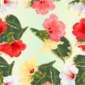 Seamless texture tropical flowers  floral arrangement, with white red yellow hibiscus and  ficus   watercolor  on a blue Royalty Free Stock Photo