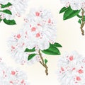 Seamless texture twig white flower rhododendron vintage vector