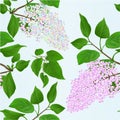 Seamless texture twigs Lilac multicolored and light pink with flowers and leaves on a white background vintage vector illustration Royalty Free Stock Photo