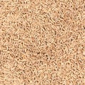 Seamless texture or wallpaper, Cumin or zira isolated on white background. Top view