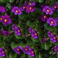 Seamless texture or wallpaper, Violet violets flowers bloom in the spring forest Royalty Free Stock Photo