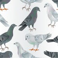 Seamless texture white and gray Carriers pigeons domestic breeds sports intelligent birds vintage vector animals illustration