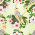 Seamless texture Yellow cockatiels cute tropical birds funny parrots and white hibiscus watercolor style on a green background vin Royalty Free Stock Photo