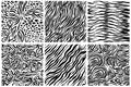 Seamless texture of Zebra skin vector illustration of animals