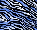 seamless tiger and zebra stripes animal skin pattern. Blue black white texture for textile fabric print Royalty Free Stock Photo