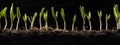 Seamless Tileable Cross Section Row of Budding Sprouts of New Growth Out of Soil on a Black Background - Generative AI. Seamlessly