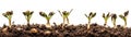 Tileable Seamless Cross Section Row of Budding Sprouts of New Growth Out of Soil on a White Background - Generative AI. Seamlessly