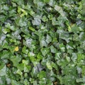 seamless green ivy texture background Royalty Free Stock Photo