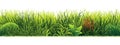 Row of Fresh Grass Seamless Tileable on a White Background - Generative AI. Seamlessly expandable on both ends to your desired