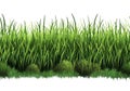 Tileable Row of Fresh Grass on a White Background - Generative AI. Seamlessly expandable on both ends to your desired