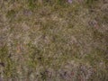 Soil with dried grass background. Seamless Texture of the Ground with Dry Herbs. Royalty Free Stock Photo