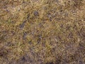 Soil with dried grass background. Seamless Texture of the Ground with Dry Herbs. Royalty Free Stock Photo