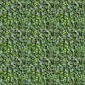 seamless green ivy texture background Royalty Free Stock Photo
