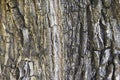 Seamless tree bark background. Brown texture of the old tree Royalty Free Stock Photo
