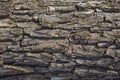 Seamless tree bark background. Brown tileable texture of the old . Royalty Free Stock Photo