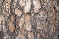 Seamless tree bark background. Brown tileable texture of the old tree. Royalty Free Stock Photo