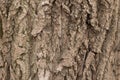 Seamless tree bark background. Brown tileable texture of the old tree Royalty Free Stock Photo