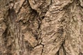 Seamless tree bark background. Brown tileable texture of the old tree Royalty Free Stock Photo