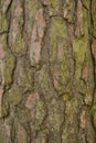 Seamless tree bark background. Brown tileable texture of the old tree Royalty Free Stock Photo