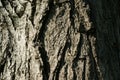 Seamless tree bark background. Brown tileable texture Royalty Free Stock Photo