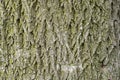 Seamless tree bark background