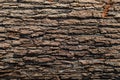 Seamless tree bark background