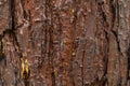 Seamless tree bark, rind texture