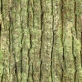 Seamless tree bark, rind texture Royalty Free Stock Photo