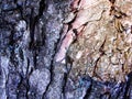 Seamless tree bark texture. Endless wooden background for web Royalty Free Stock Photo