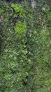 Seamless tree bark texture with moss, outermost layer of tree trunk abstract Royalty Free Stock Photo