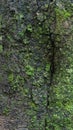 Seamless tree bark texture with moss, outermost layer of tree trunk abstract Royalty Free Stock Photo