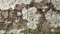 Seamless tree bark texture with moss, outermost layer of tree trunk abstract Royalty Free Stock Photo