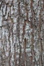 Seamless tree bark texture. Tree bark texture background Royalty Free Stock Photo