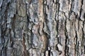 Seamless tree bark texture. Tree bark texture background Royalty Free Stock Photo