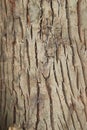 Seamless tree bark texture. Tree bark texture background Royalty Free Stock Photo