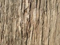 Seamless tree trunk background texture, old beautiful tree trunk