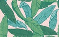 Seamless tropical pattern with banana leaves. Hand drawn vector