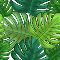 Seamless tropical pattern of monstera leaves of various shades of green, white background. Beautiful bright print of large leaves Royalty Free Stock Photo