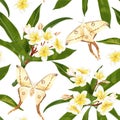 Seamless tropical pattern with plumeria flowers, frangipani and white butterfly, Luna moth. Royalty Free Stock Photo