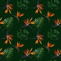 Seamless tropical pattern with strelitzia with leaves on dark green background. Seamless pattern with colorful leaves of colocasia