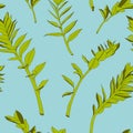 Seamless tropical pattern, vivid tropic foliage, with green exotic zamioculcas leaves. Royalty Free Stock Photo