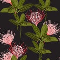 Seamless tropical protea flowers and exotic green leaves pattern on black background. Exotic print. Royalty Free Stock Photo